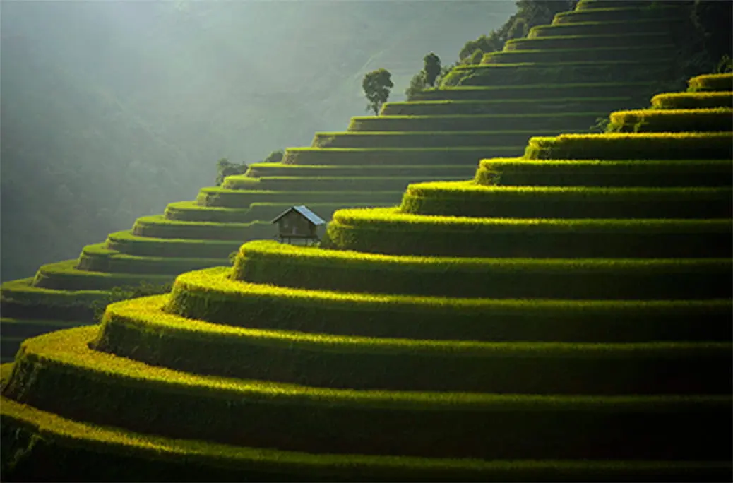 rice terraces